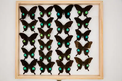 Papilio (Achillides) paris paris