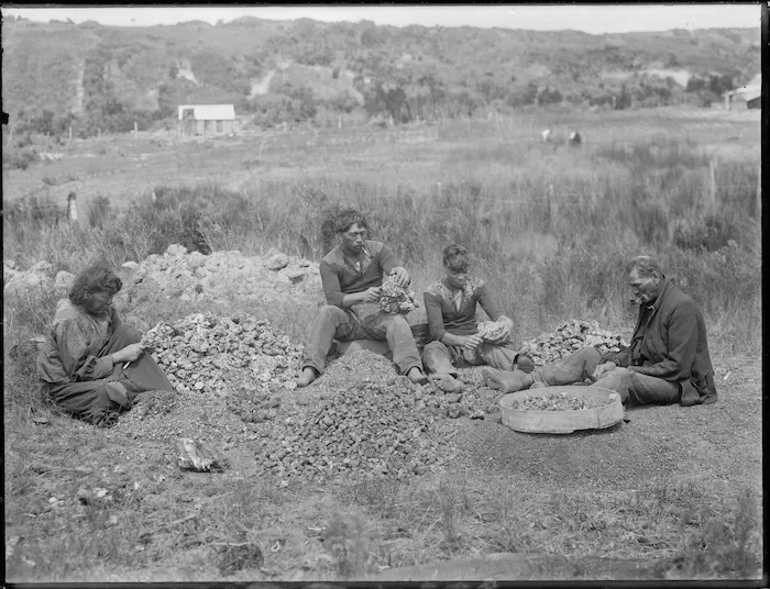 Gum diggers scraping kauri gum, Northland