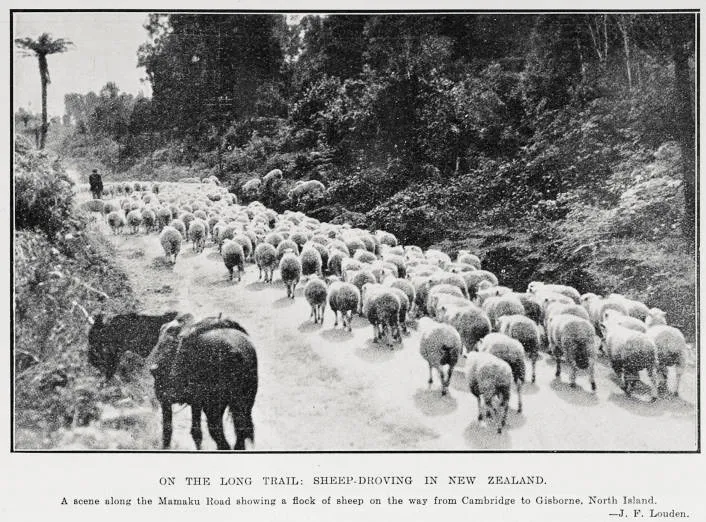 On The Long Trail: Sheep-Droving In New Zealand