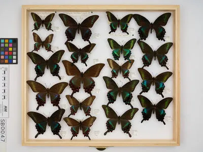 Papilio (Achillides) maackii tutanus