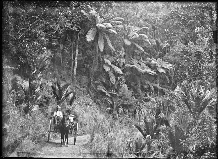 Horse and cart in the Mangamuka Gorge