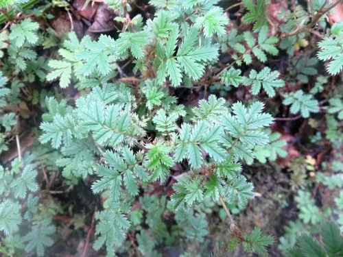 Bronze Piri-piri-bur