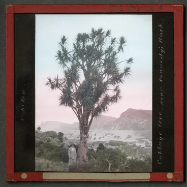 Lantern Slide: cabbage tree Image: Lantern Slide: cabbage tree