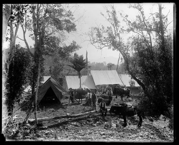Bush Life in N.Z. Image: Bush Life in N.Z.
