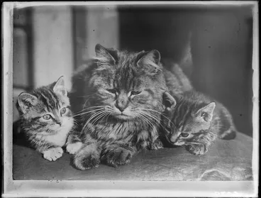 Image: Cat and kittens, probably Christchurch district