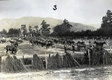 Image: Horse lines at remount depot, Upper Hutt : digital image