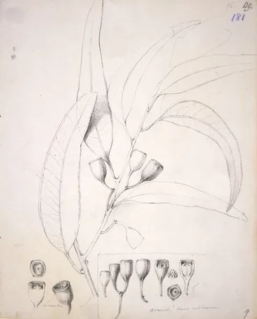 Image: Swainson, William, 1789-1855 :Drawings of the Dandenong Eucaplytidae. [Eucalyptus gracilis?] 5 October 1852