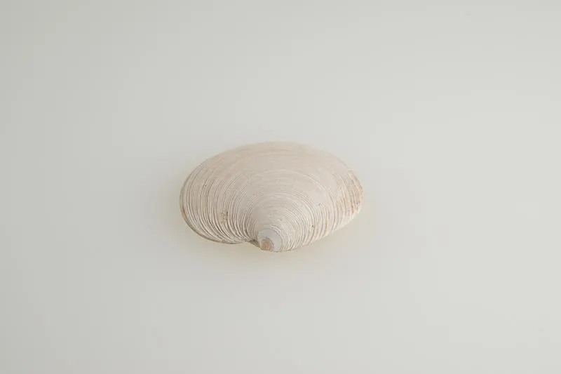 Ringed dosinia, shell