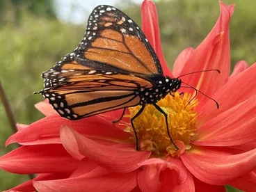 Image: Monarch