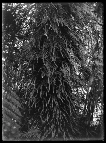 Image: Nature Studies - 1929