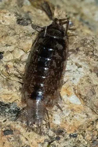 Woodlice, Pillbugs, and Rock Slaters