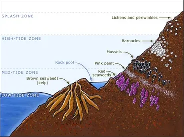 Zones of a rocky shore Image: Zones of a rocky shore