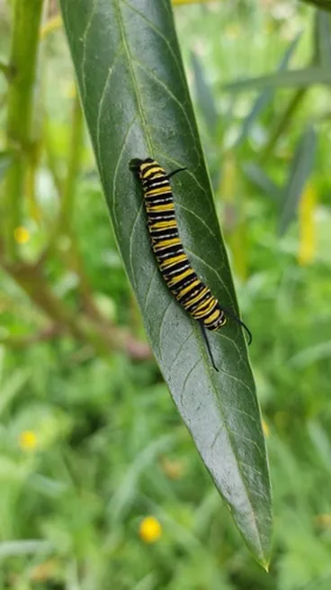 Image: Monarch