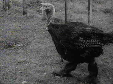 Image: Town and Around: Turkeys In Gumboots