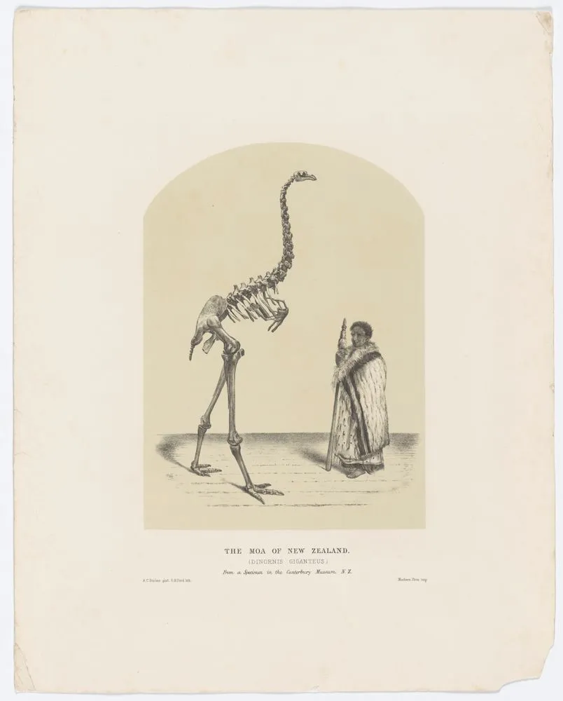 The Moa of New Zealand