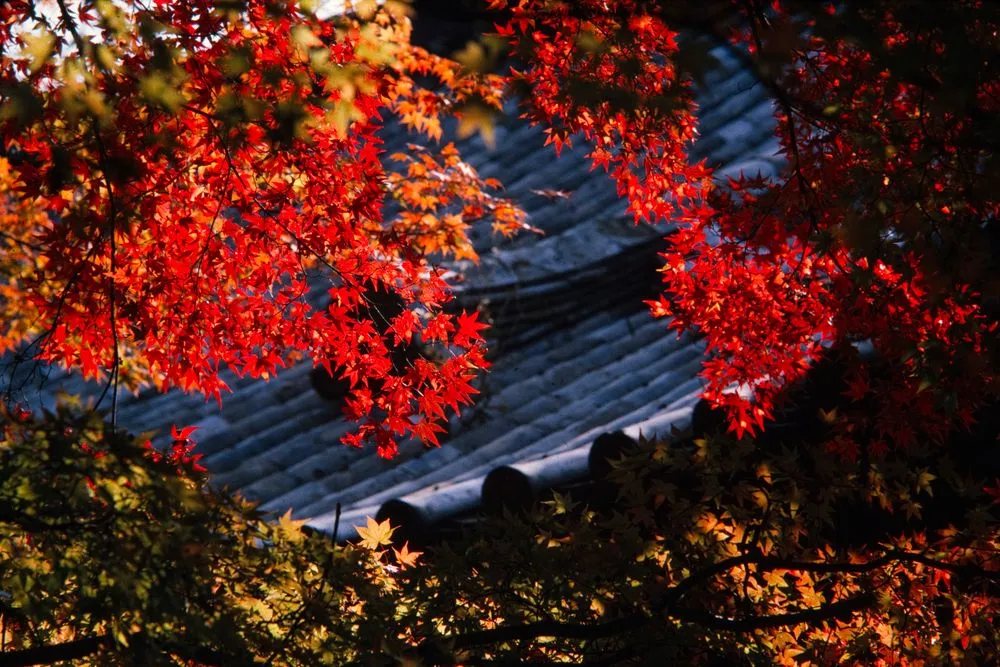 Japan Series: Moss Garden - Kokerdera