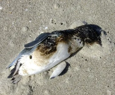 Little Penguin Image: Little Penguin