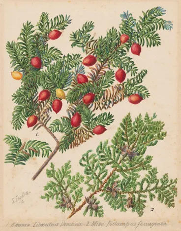 Image: Miro / Kawaka