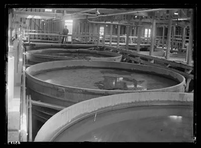 [Waikino Battery - vats/interior processing plant]