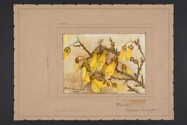 Image: Kowhai, Sophora tetraptera.