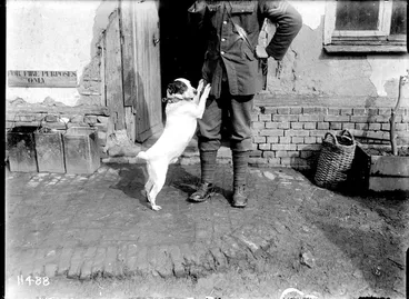 Image: Jack, the New Zealand Engineers' canine mascot in France, World War I