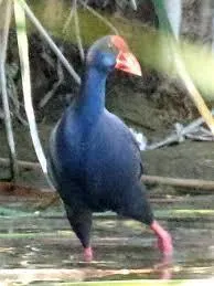 Swamphens and Blue Gallinules