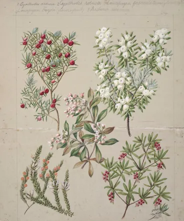 Image: [Cythodes acerisa; Cyathodes robusta; Leucopogan fasculatum; Leucopogan Frazeri; Archeria racemosa]