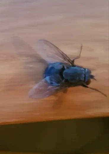 Image: Blue Bottlefly