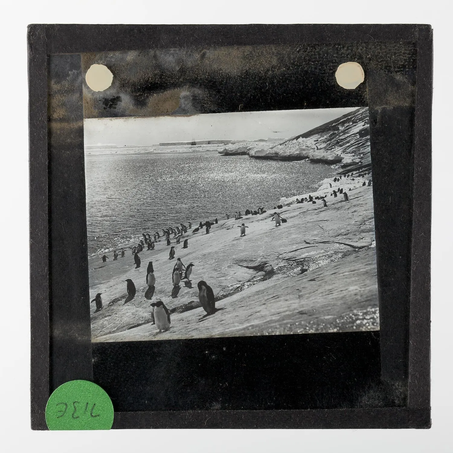 Lantern Slide - Adelie Penguins on the Slopes of Proclamation Island, BANZARE Voyage 1, Antarctica,1929-1930