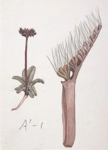 Image: Watercolour illustration of Anisotome lanuginosa published in "New Zealand Alpine Plants"