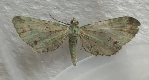 Pasiphila cotinaea