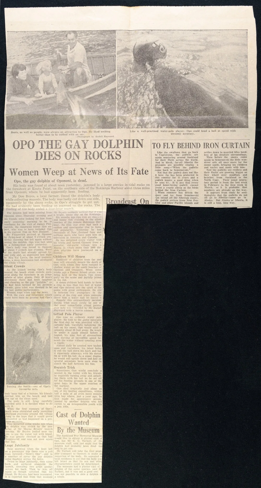 Opo the gay dolphin dies on the rocks