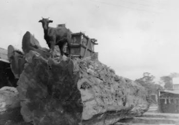 Image: Timber industry; Campbells Sawmills Ltd, Goodshed Road; Gilbert Goat on top of rimu log.