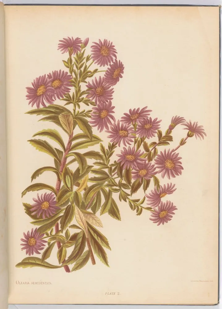Olearia semidentata. Plate 2 from the book: The native flowers of New Zealand