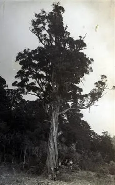 Image: 'Rata tree, Orongorongo River, 30/10/34'