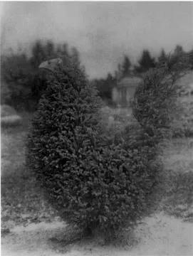 Topiary bird at Newman