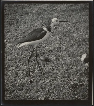 Image: Bird on grass