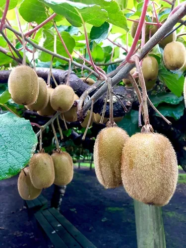 Kiwifruit
