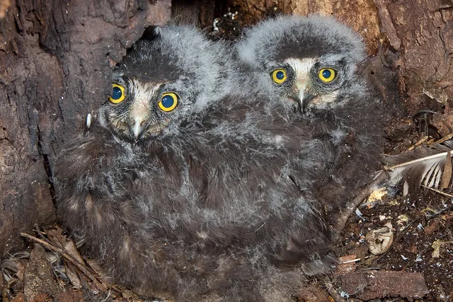 Morepork/Ruru (Ninox novaeseelandia)