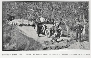 Image: Motoring Party And A Drove of Sheep Held Up While A Broken Culvert Is Repaired