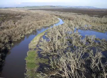 Image: Whangamarino Wetland
