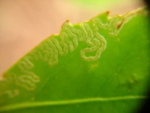 Raukaua leaf miner moth