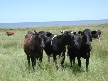 Image: Photographs of Young Farmers of the Year competitions
