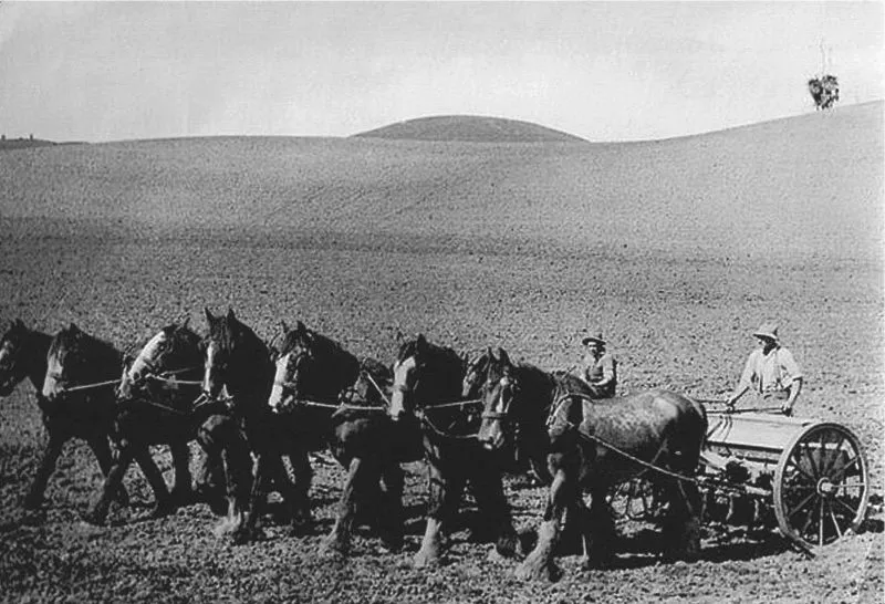 Sowing Paddock at Raukawa