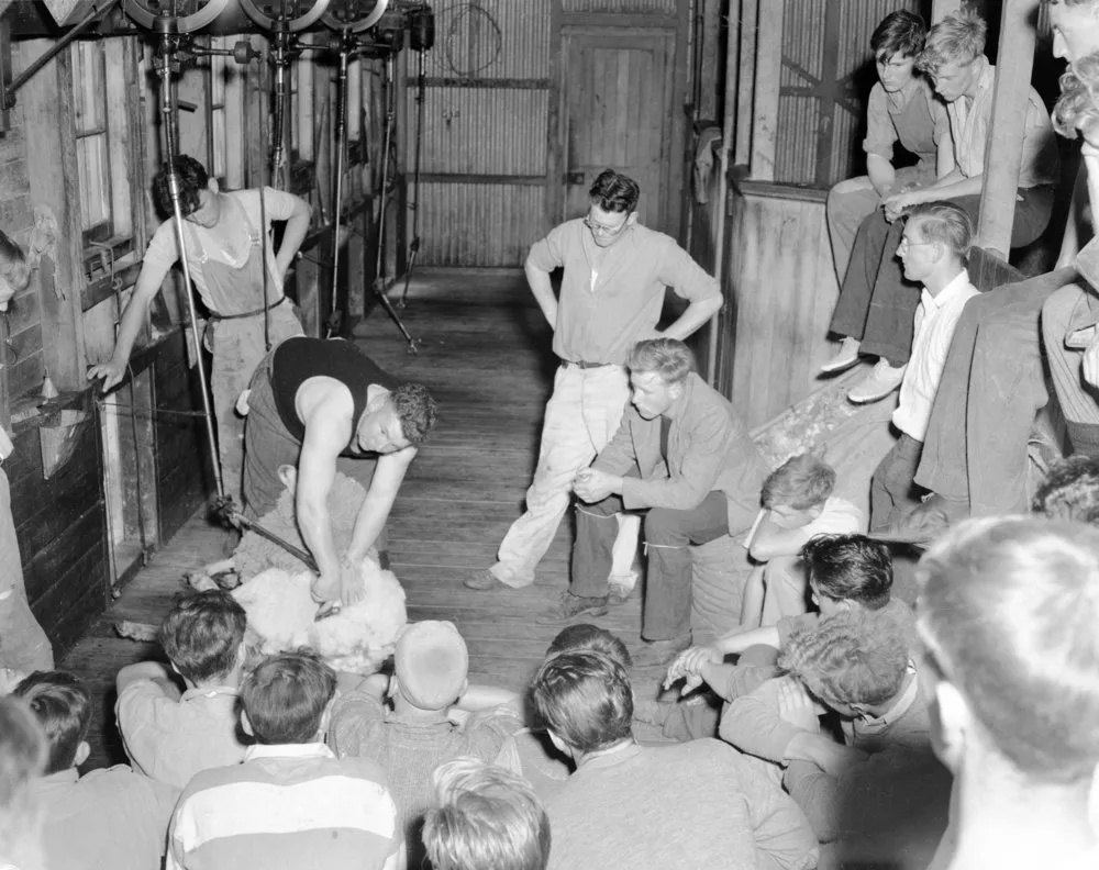 Shearing demonstration at Lincoln College, c1954.