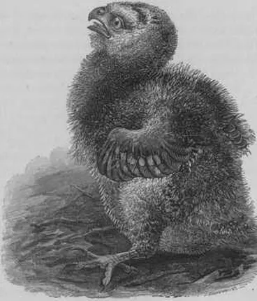 Image: Young of New-Zealand Owl