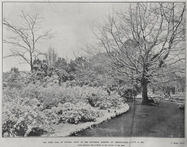 THE FIRST FALL OF WINTER: SNOW IN THE BOTANICAL GARDENS AT CHRISTCHURCH, JUNE 15, 1907