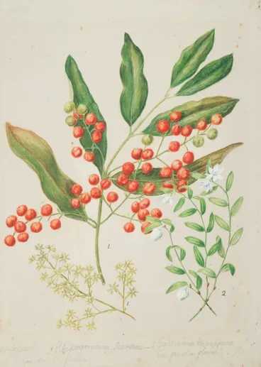 Image: Ripogonum scandens; Luzuriaga parviflora