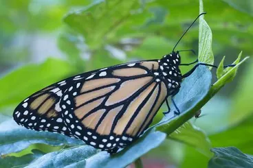 Monarch Image: Monarch