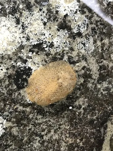 Acanthodoris mollicella